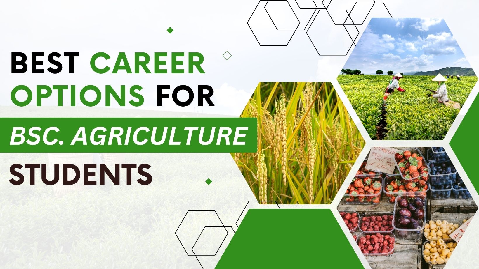 Bsc Agriculture Fresher Job Salary